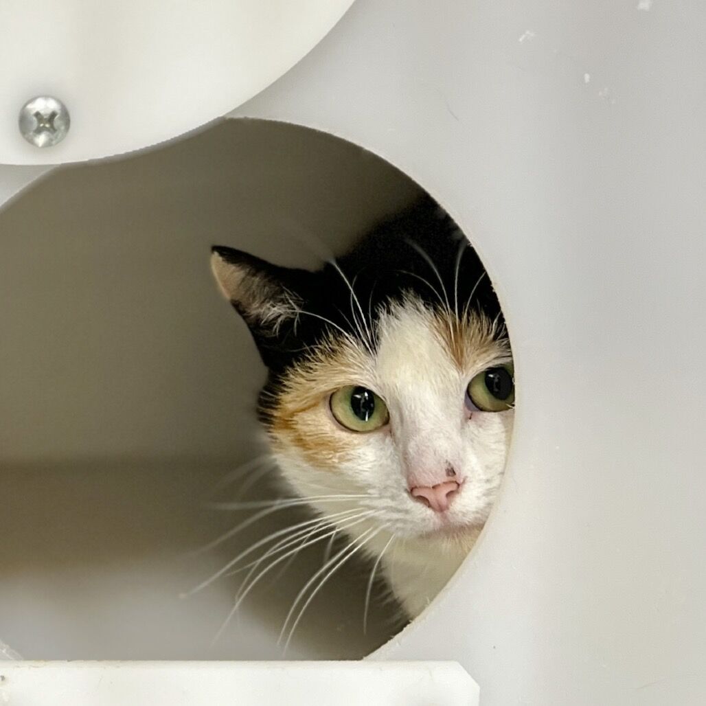 Hello my name is Rizzoli