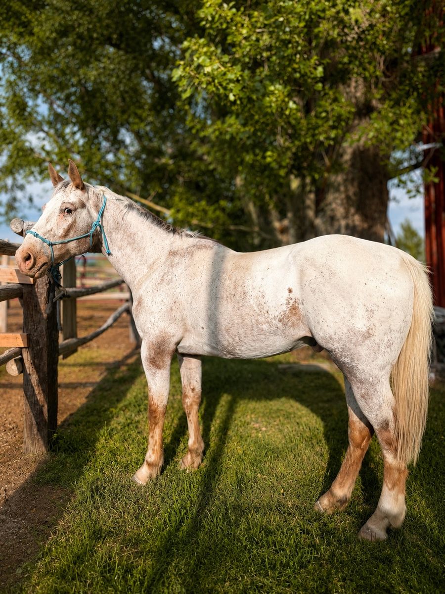 Project Appaloosa gelding horse