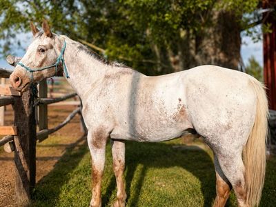 Project Appaloosa gelding horse