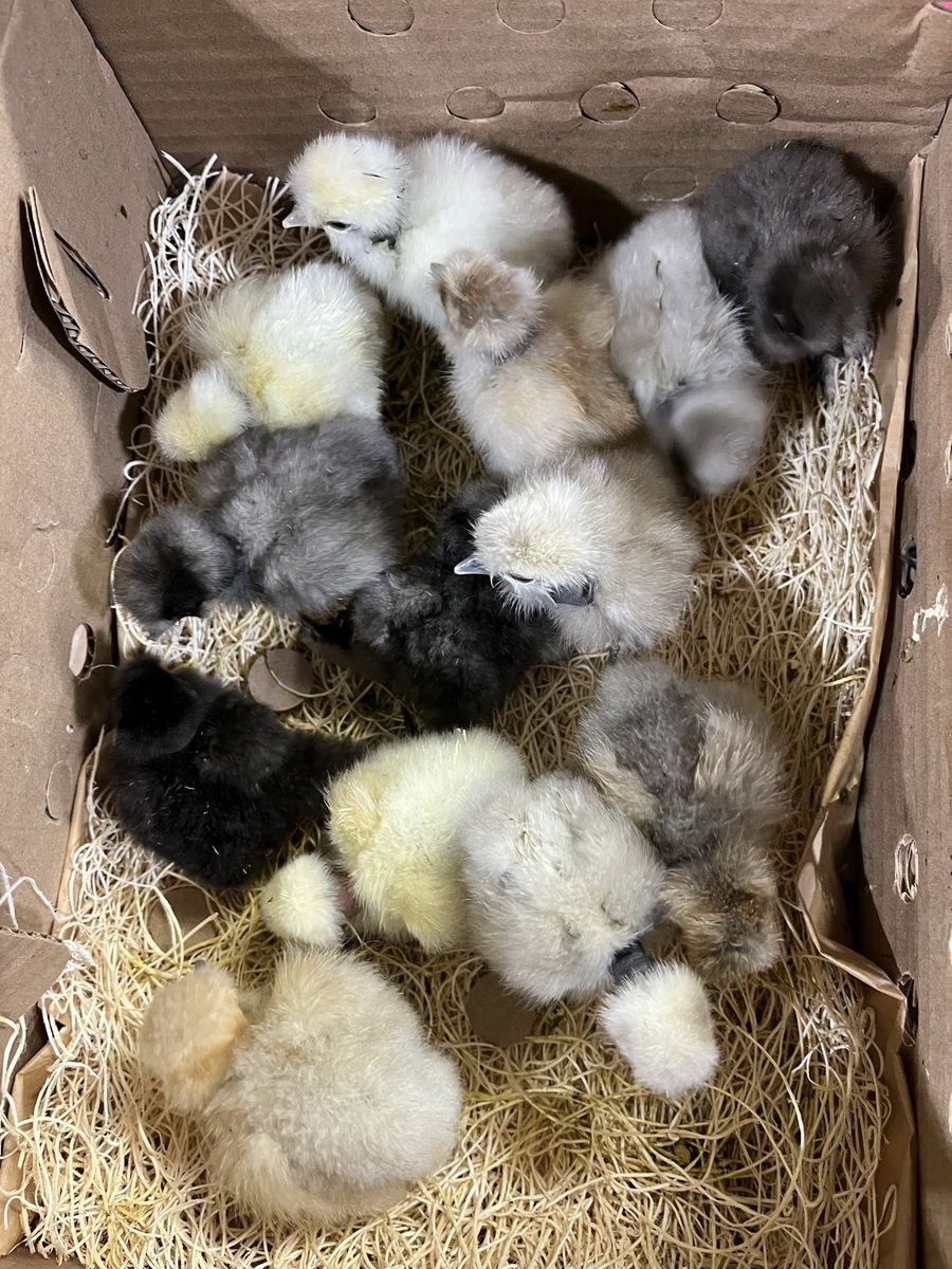 Showgirl Silkie Chicks SALE