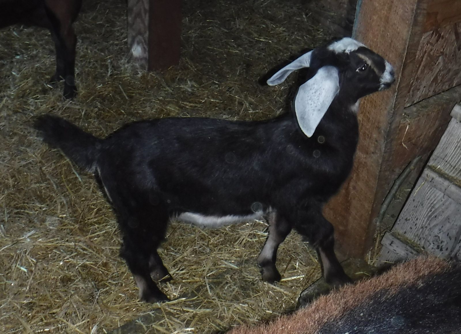Alpine / Nubian female bottle baby goat