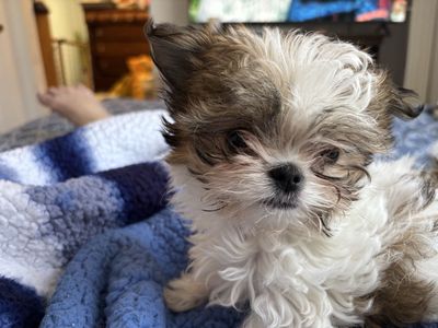 Shih Tzu Maltese Yorkie female puppy