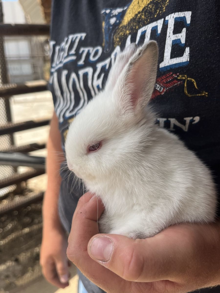 Baby rabbits