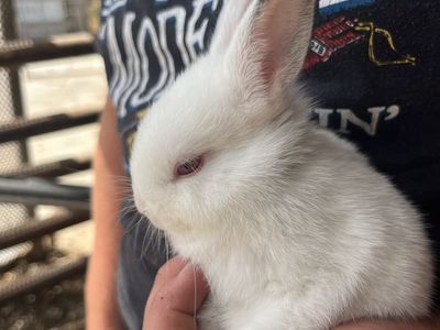 Baby rabbits