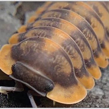 Red Tiger Isopods