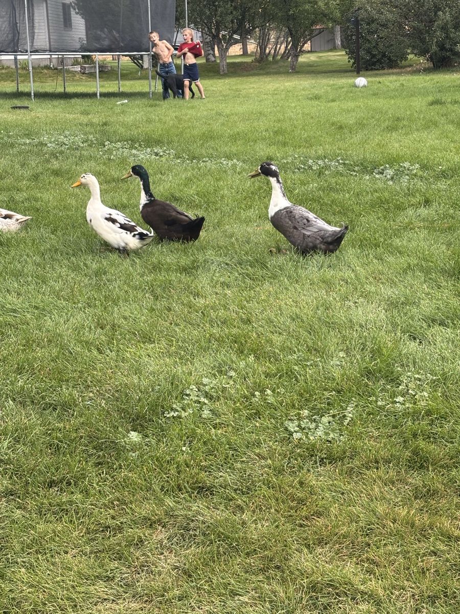 Two Male Ducks 