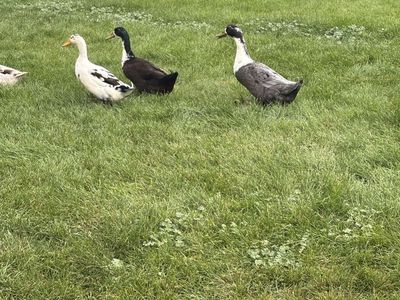Two Male Ducks