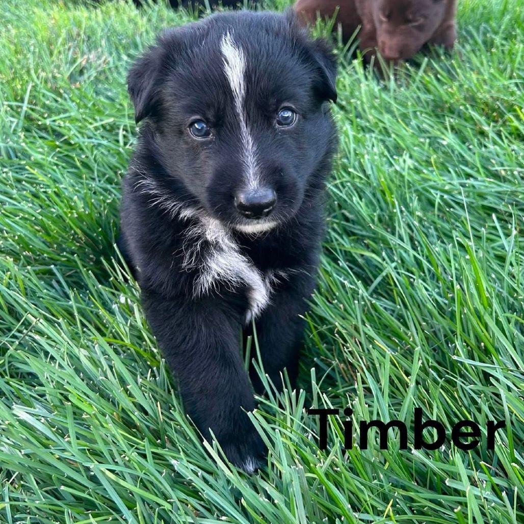 Hello my name is Timber (yellow)
