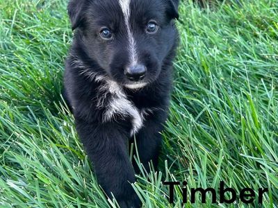Hello my name is Timber (yellow)