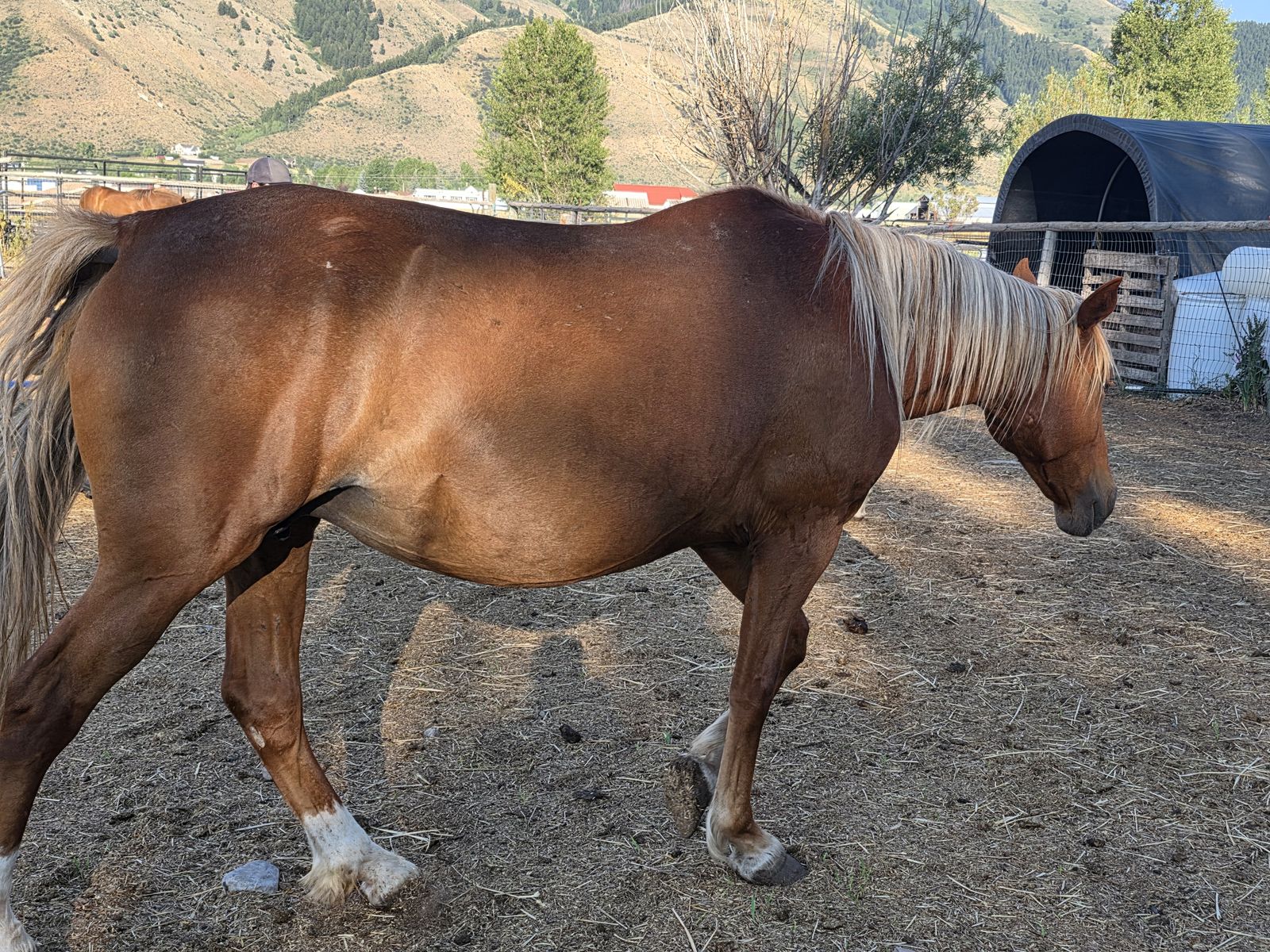 Bred mare