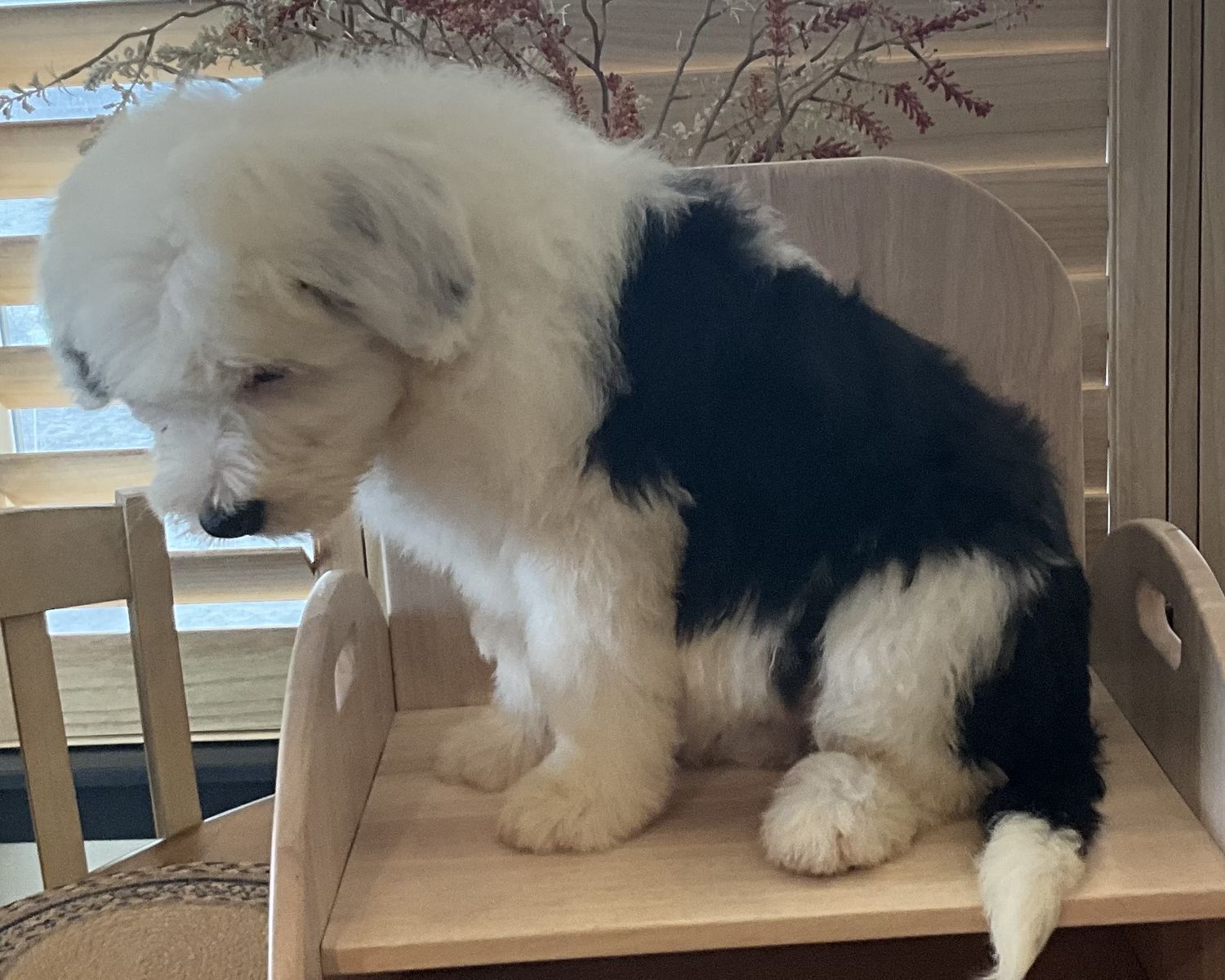 Old English Sheepdog, OES, Sheepadoodle,