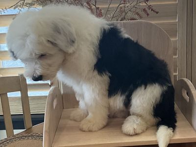 Old English Sheepdog, OES, Sheepadoodle,