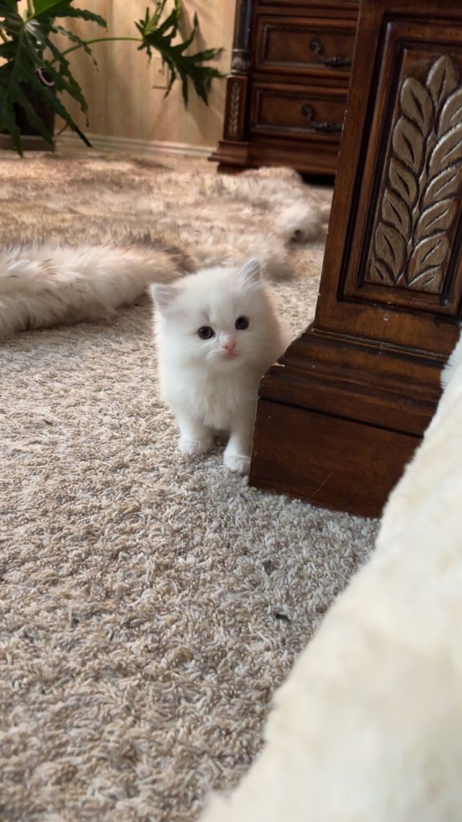 Purebred TICA Registered Ragdoll Kittens