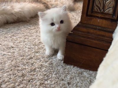 Purebred TICA Registered Ragdoll Kittens