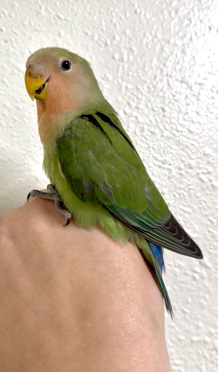 Handfed peachfaced lovebird babies
