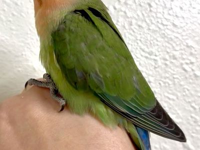 Handfed peachfaced lovebird babies