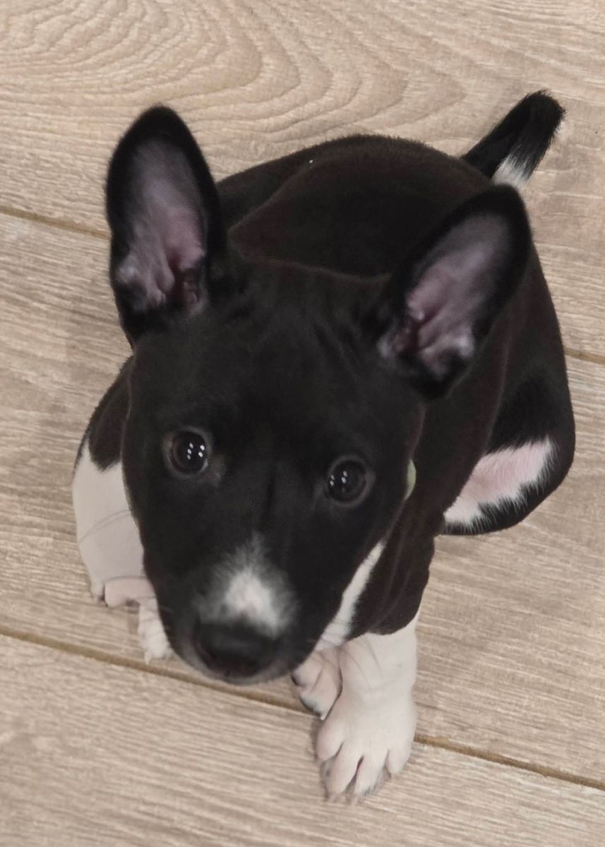 Elegant, Athletic and Exceptional: Black & White Basenji Puppies