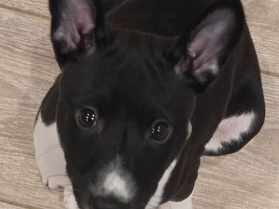 Elegant, Athletic and Exceptional: Black & White Basenji Puppies