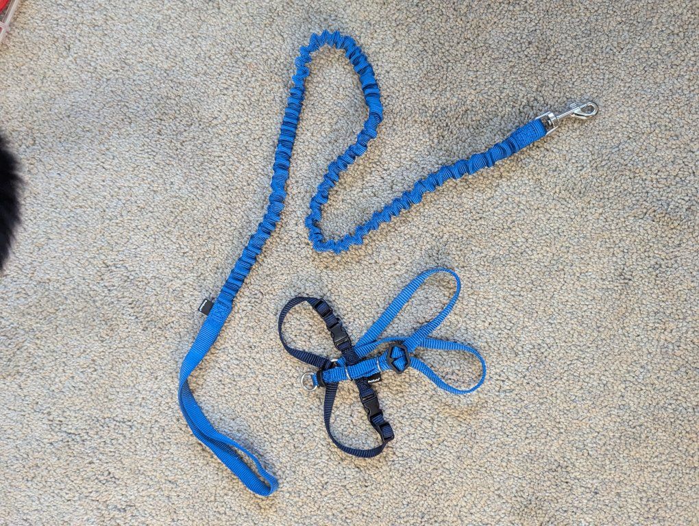 Cat Toys & Leash Set - Assorted Plush, Crinkle, and Jingle Toys with Blue Leash & Harness
