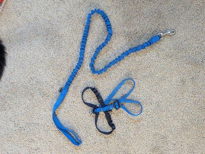 Cat Toys & Leash Set - Assorted Plush, Crinkle, and Jingle Toys with Blue Leash & Harness