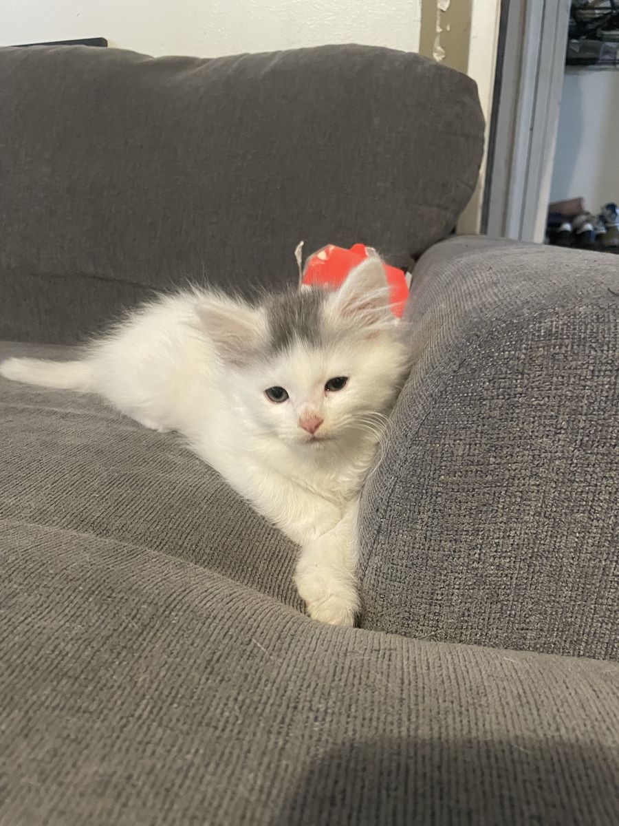 Kittens