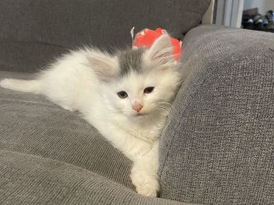 Kittens
