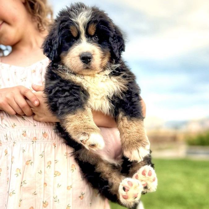 AKC Champion Line Bernese Puppies