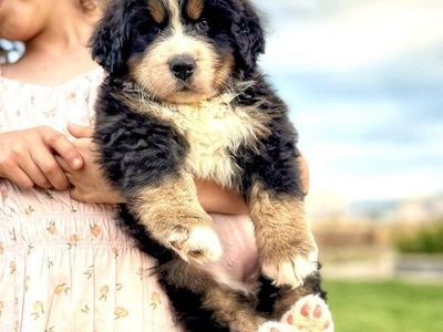 AKC Champion Line Bernese Puppies