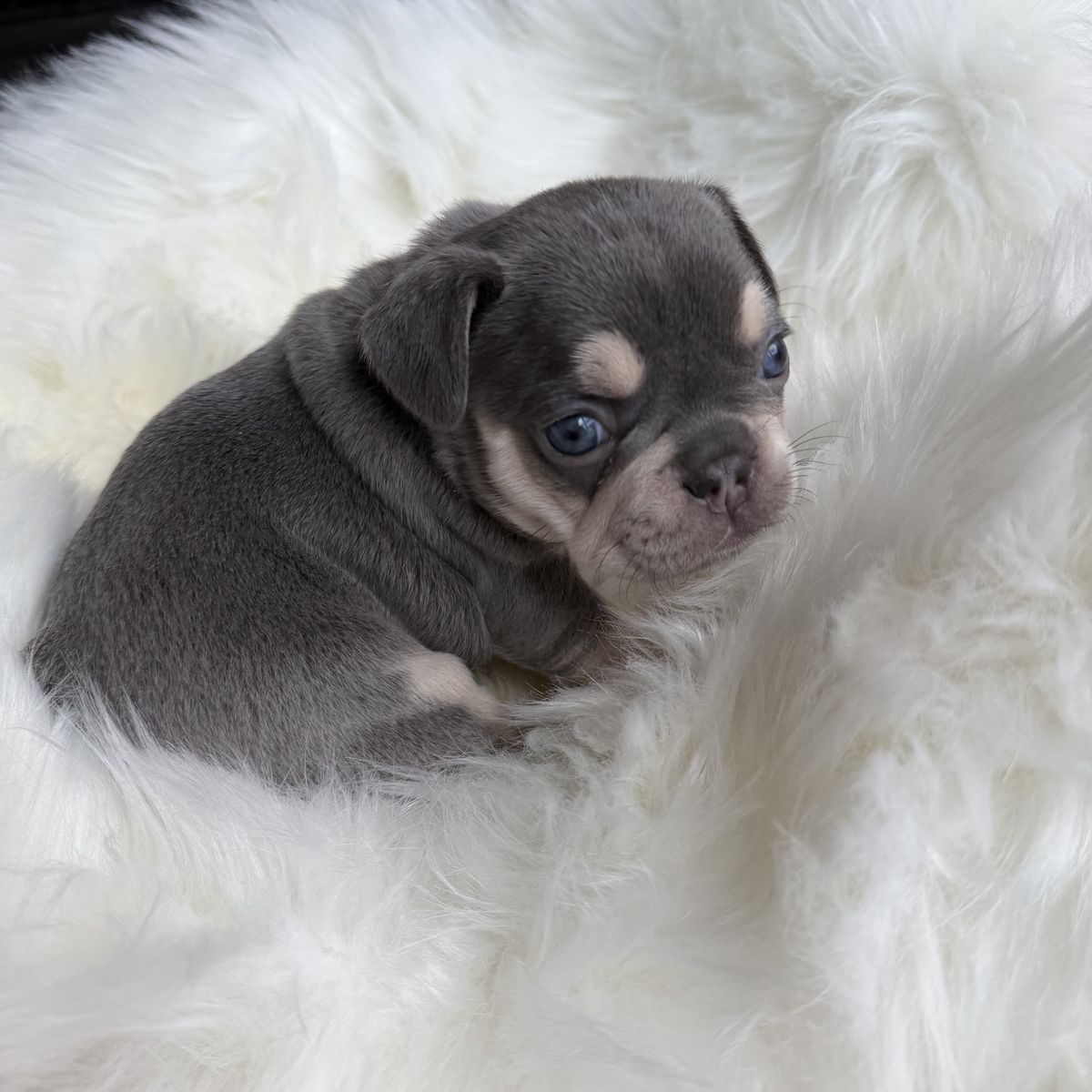 French Bulldog Puppies AKC Ready For Easter! HURRY 3 LEFT!