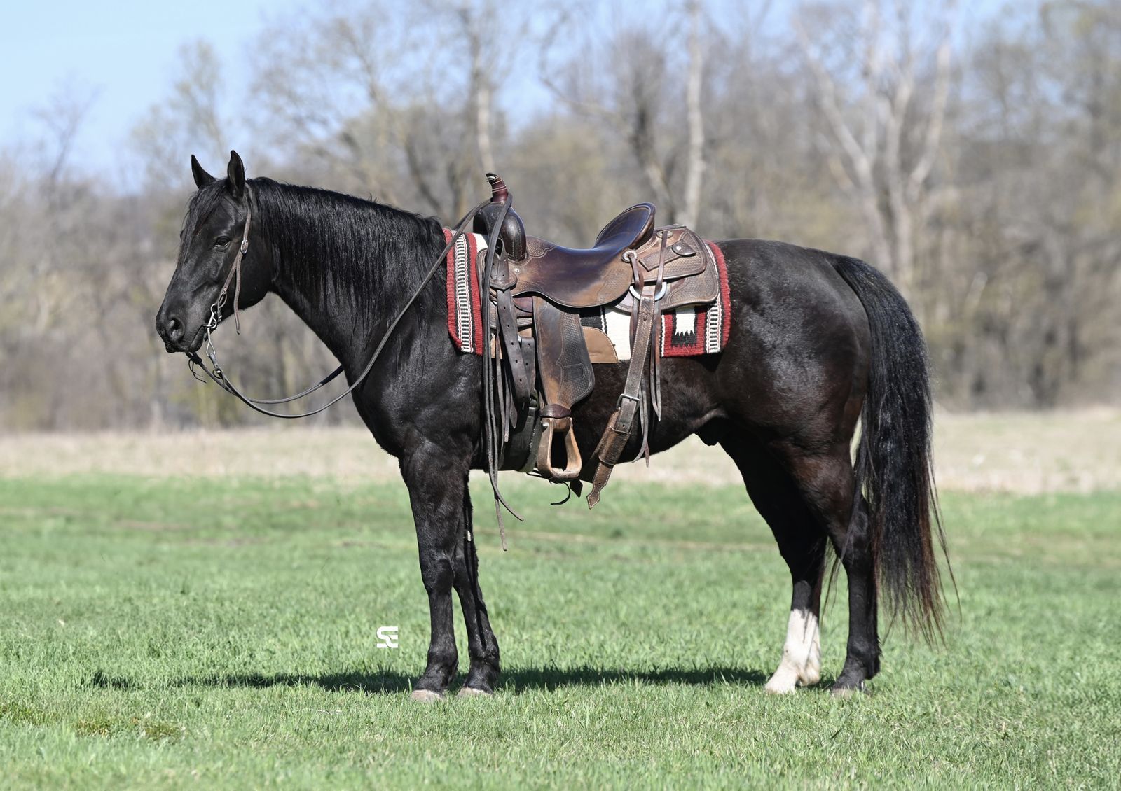 TRUE Black Gelding suitable for ANYONE!