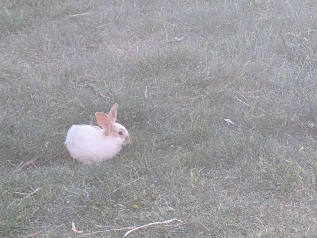 free bunnies
