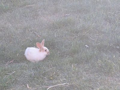 free bunnies
