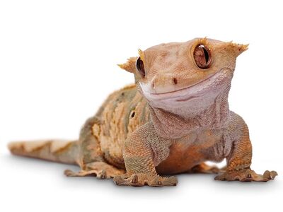 🦎 Responsible Rehoming for Reptiles