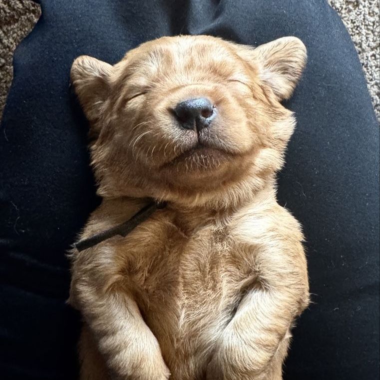 AKC OFA Dark Red Golden Retriever Puppies - Ready this Summer!