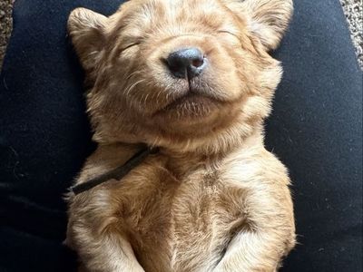 AKC OFA Dark Red Golden Retriever Puppies - Ready this Summer!