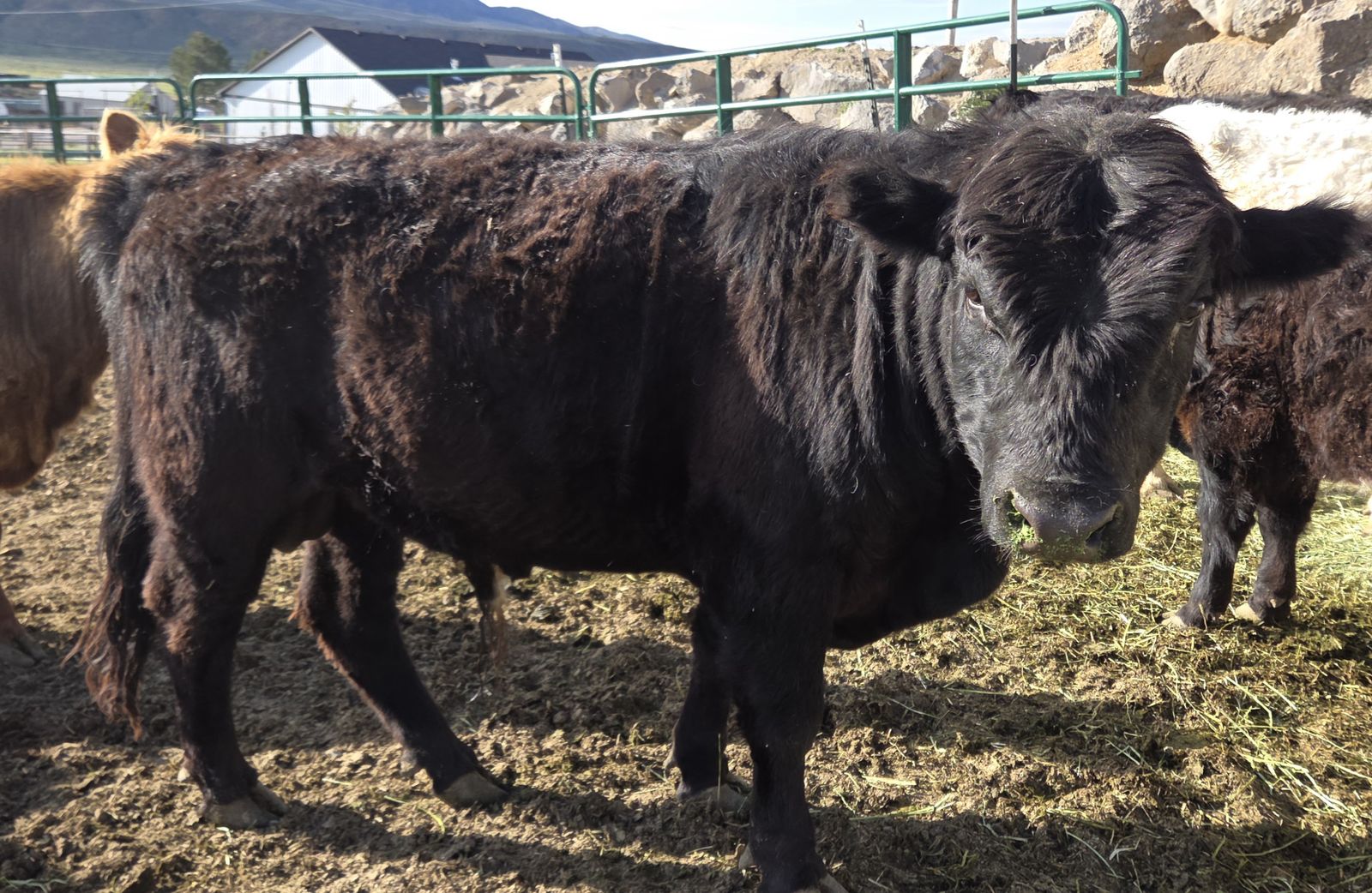 Black Dexter Cross Bred Bull – 1½ Yrs