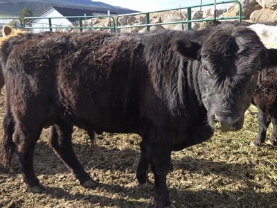 Black Dexter Cross Bred Bull – 1½ Yrs