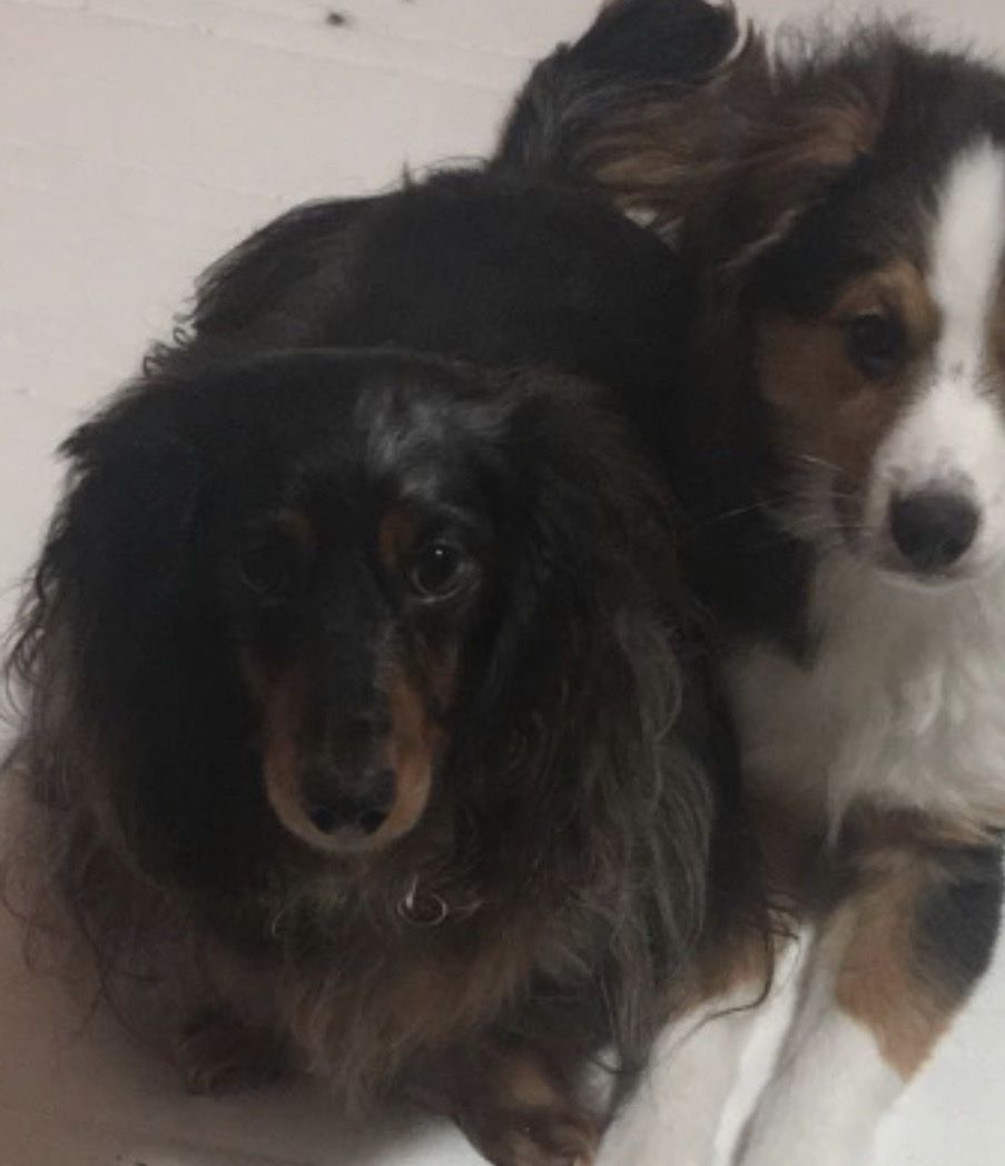 Dachshund Dog And mini Aussie
