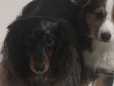 Dachshund Dog And mini Aussie