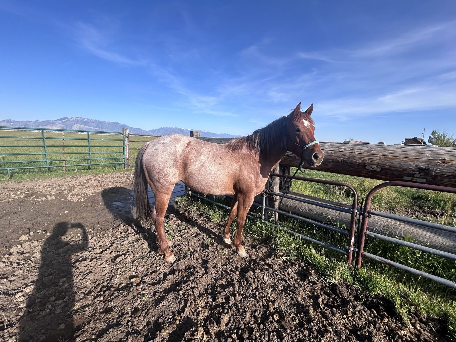 3 year old papered brood mare