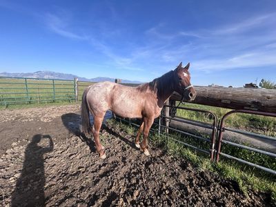 3 year old papered brood mare