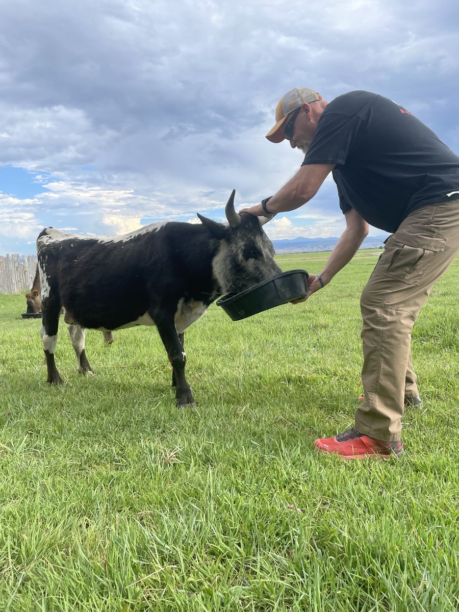 Midnight, the mini Bull.