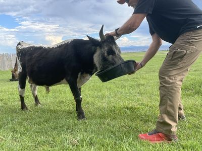 Midnight, the mini Bull.