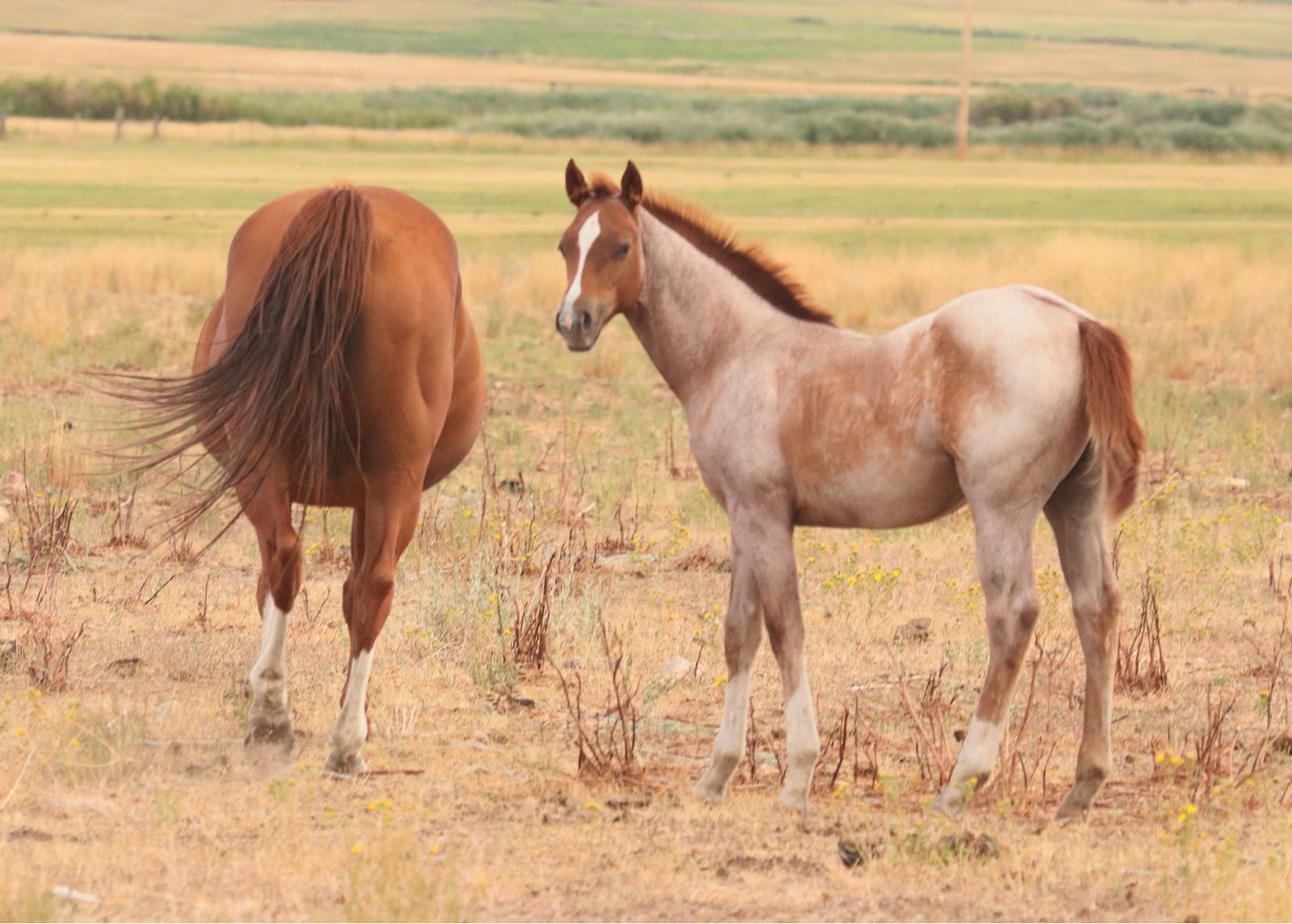 Memory Ranches Annual Foal Sale