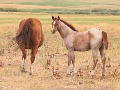 Memory Ranches Annual Foal Sale