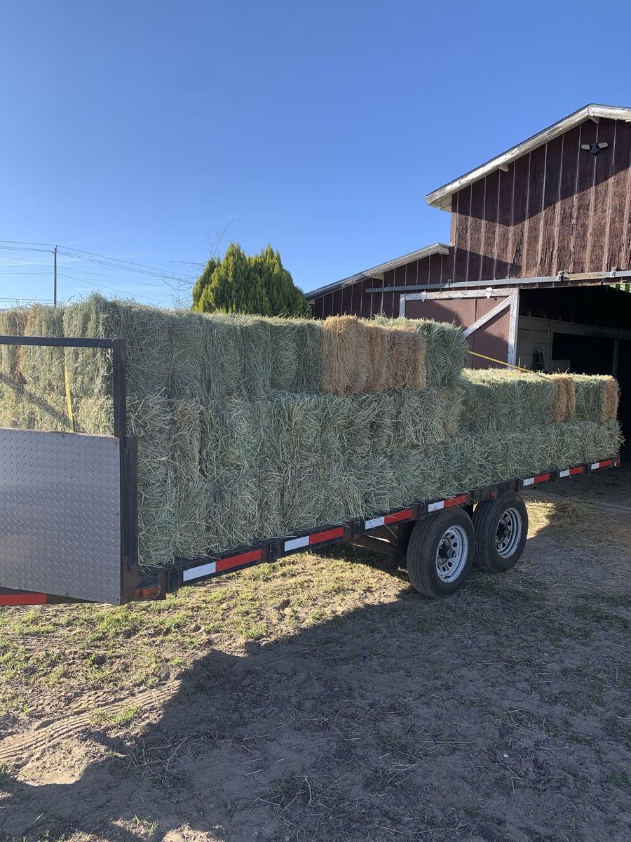Alfalfa Hay