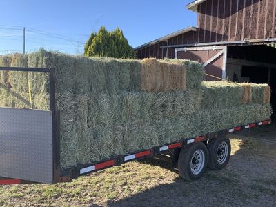 Alfalfa Hay