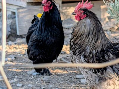 2 Bantam Roosters