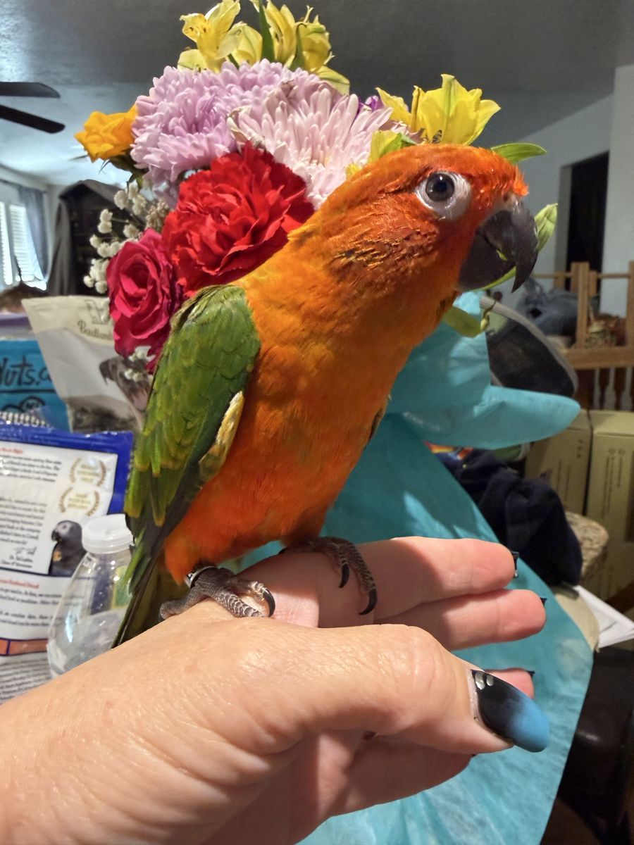 Red factor sun conure baby 