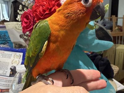 Red factor sun conure baby
